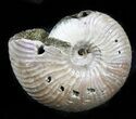 Iridescent Ammonite (Eboraciceras) Fossil - Russia #34625-1